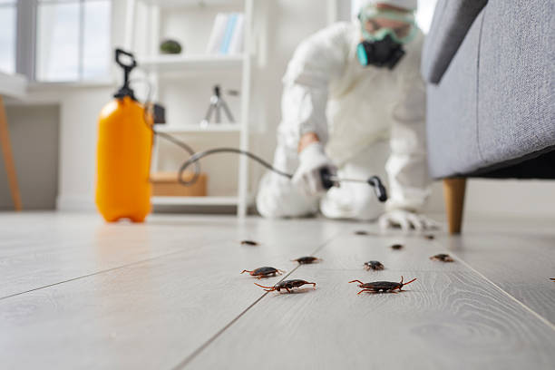 Commercial Kitchen Cockroach Control in Saltillo